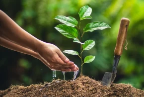 विपी स्मृति दिवसको अवसरमा गोरखाको आरुघाट र धादिङको त्रिपुरासुन्दरी गाउँपालिकाले वृक्षरोपण गर्ने